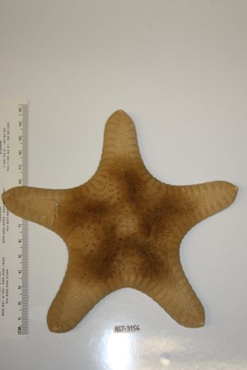 Media type: image;   Invertebrate Zoology AST-3156 Description: Preserved specimen.;